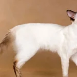 Javanese Cat Appearance and Unique Physical Traits
