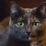 Caring for Havana Brown Cats: Essential Tips for Owners