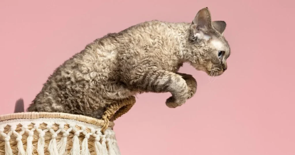 Selkirk Rex Cat Personality: Affectionate and Laid-Back