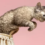 Selkirk Rex Cat Personality: Affectionate and Laid-Back