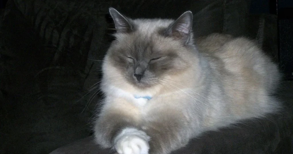 The History of Birman Cats: Mystical Origins and Sacred Roots