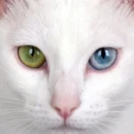 What Makes the Khao Manee Cat So Unique and Rare