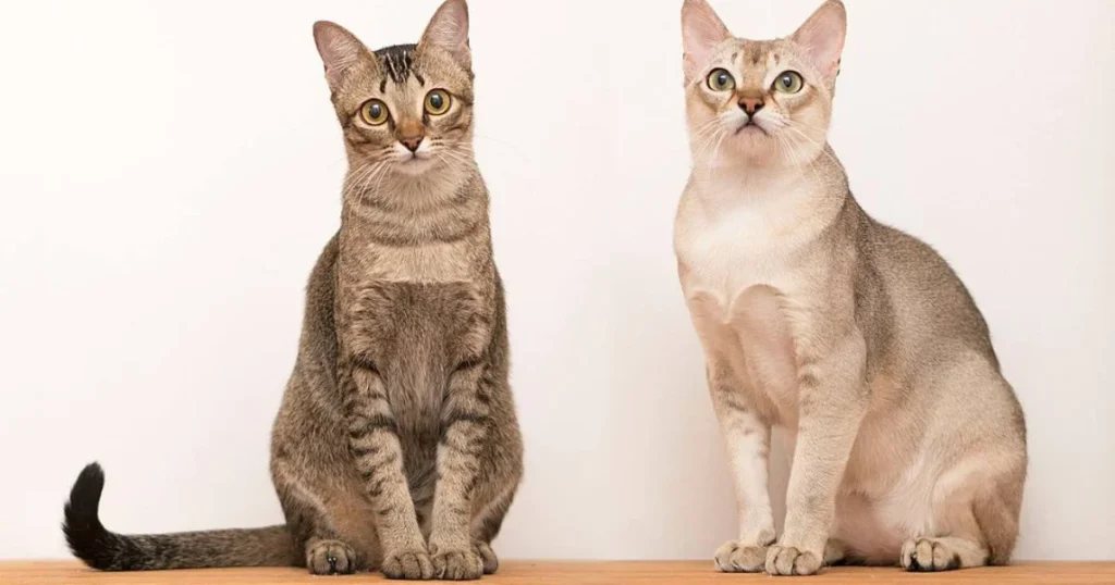 Singapura Cat Personality: The Curious and Affectionate Feline