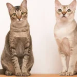 Singapura Cat Personality: The Curious and Affectionate Feline