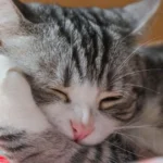 The Mystery of Cat Purring: What Every Cat Owner Should Know