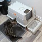 Mastering Cat Litter Box Training: A Complete Guide for New Cat Owners
