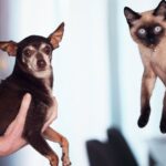 A Guide to Introducing Cats to Dogs: Tips for a Smooth Transition