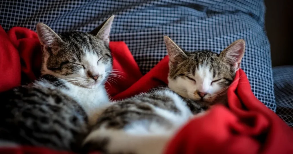 Expert Tips for Caring for Multiple Cats in Your Home