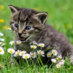Creating a Cat-Friendly Garden: Tips for Planting and Design